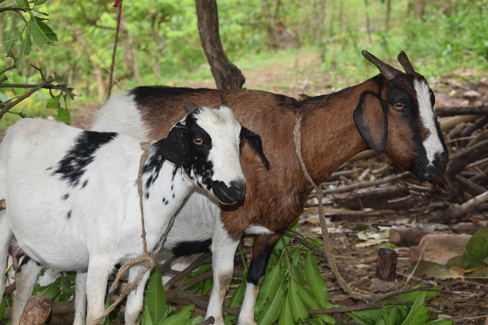 Livestock & Fresh Product